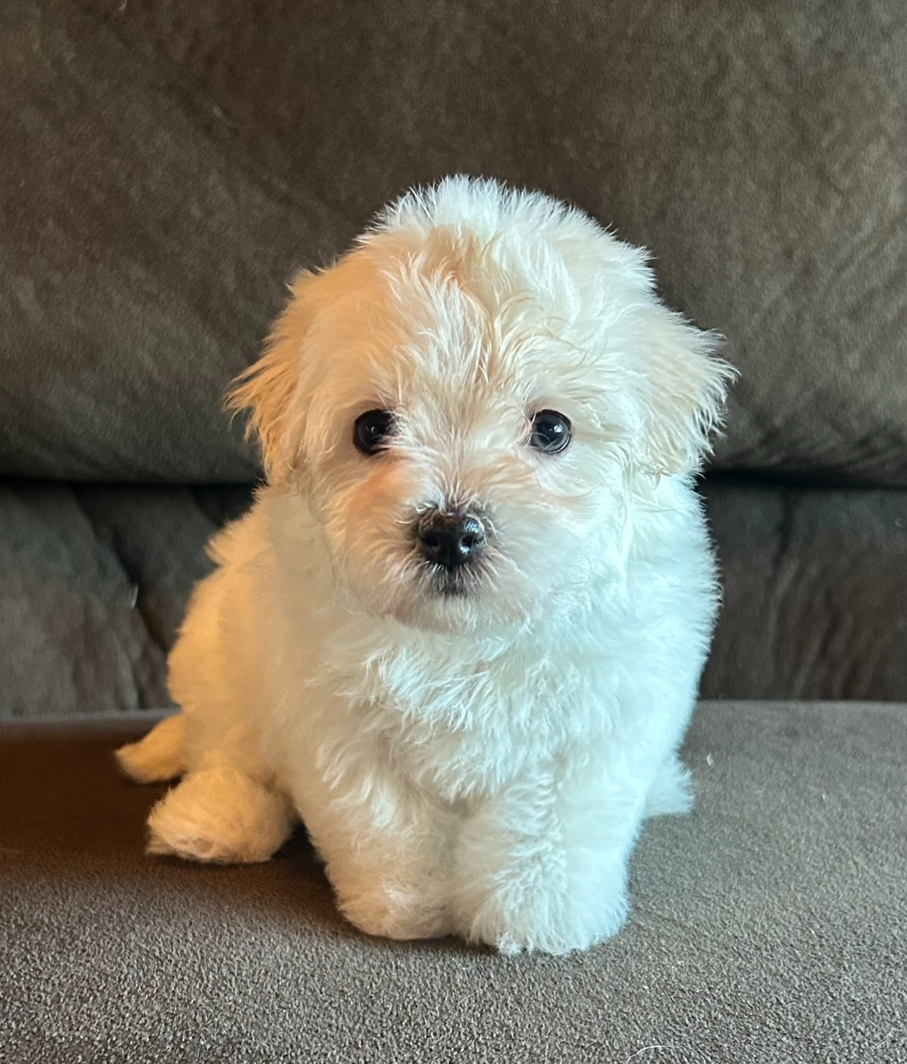 Crystal Havanese puppy looking cute