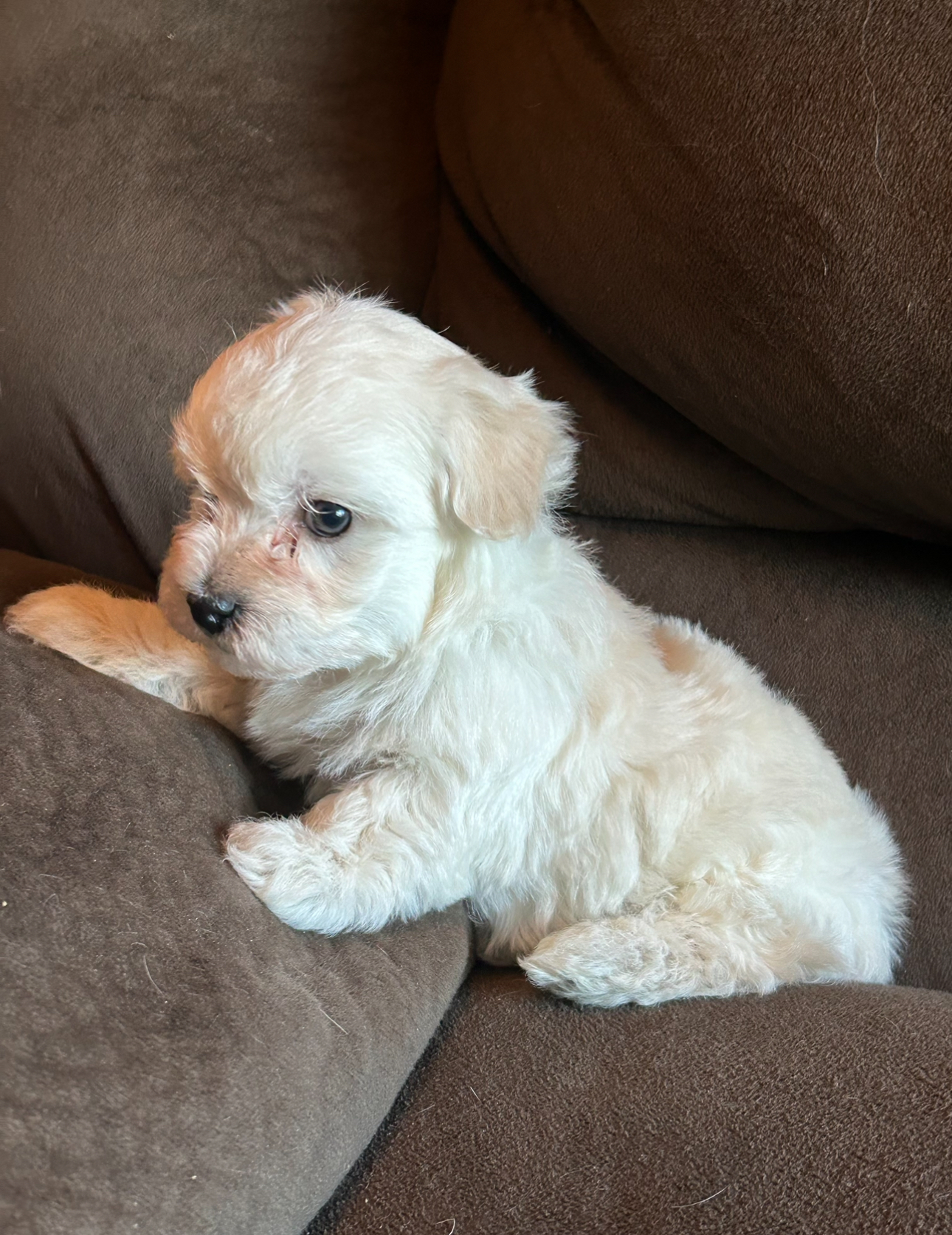 Ghost Havanese puppy looking to the side