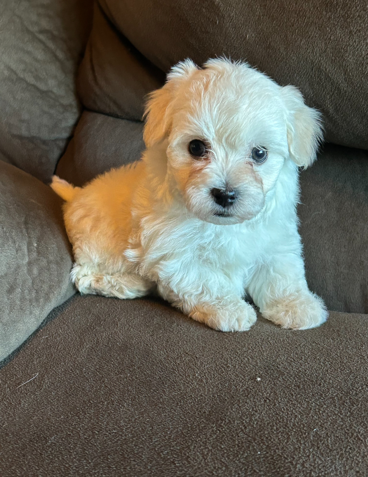 Ghost Havanese puppy looking so cute