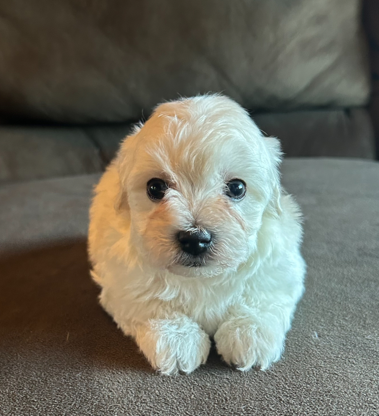 Ghost Havanese puppy looking straight ahead