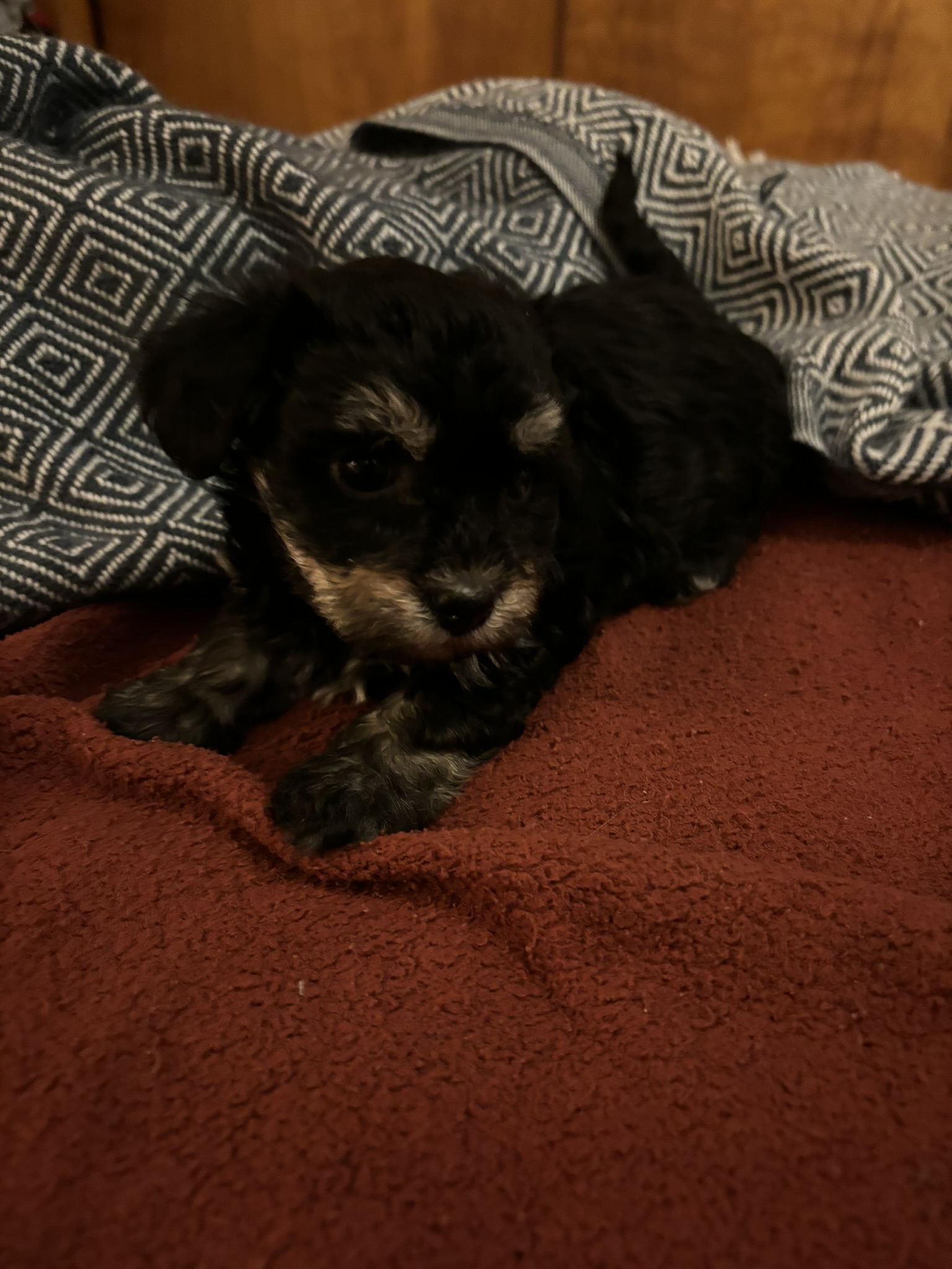 Onyx Havanese puppy looking away