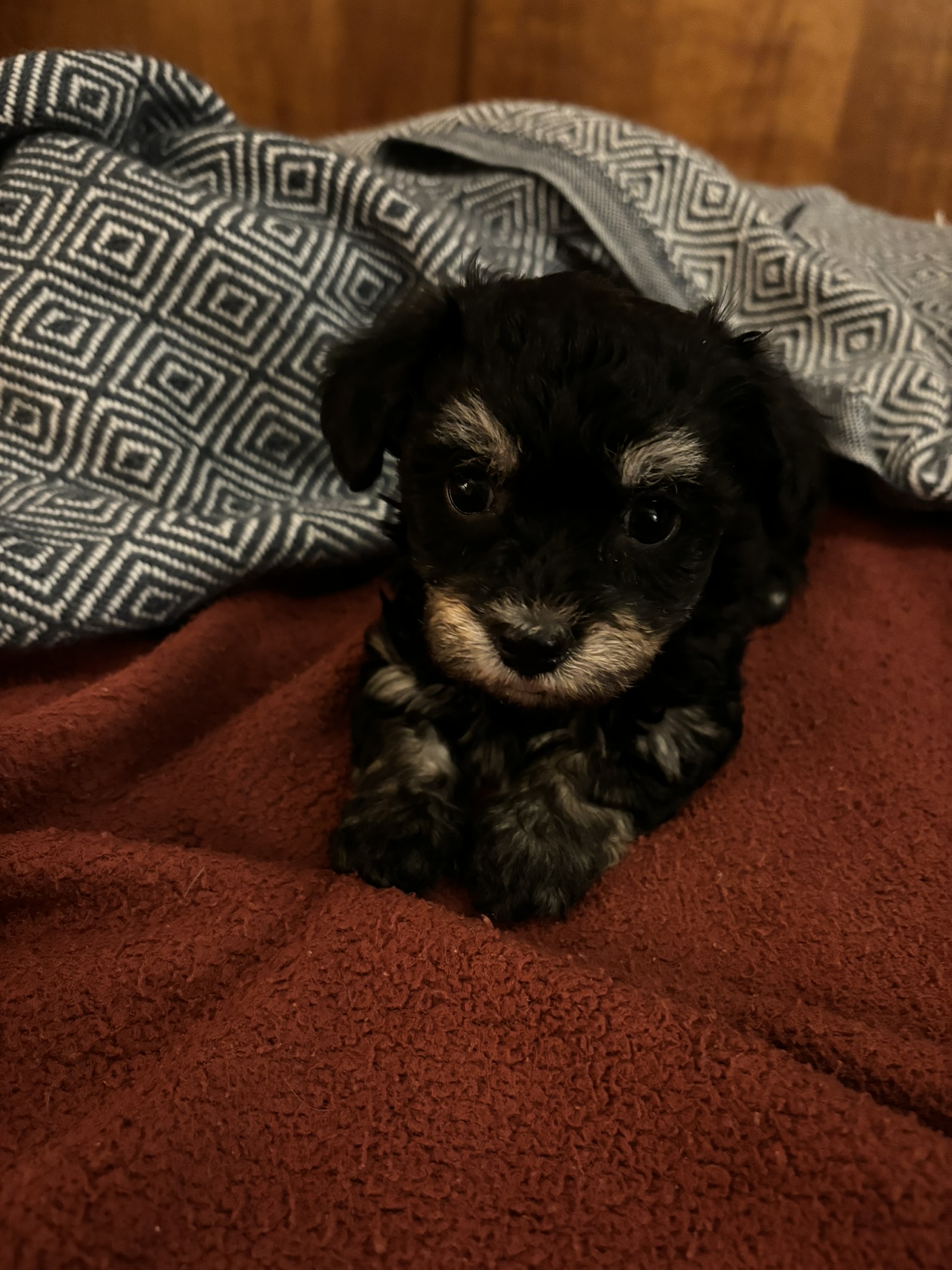 Onyx Havanese puppy looking at camera