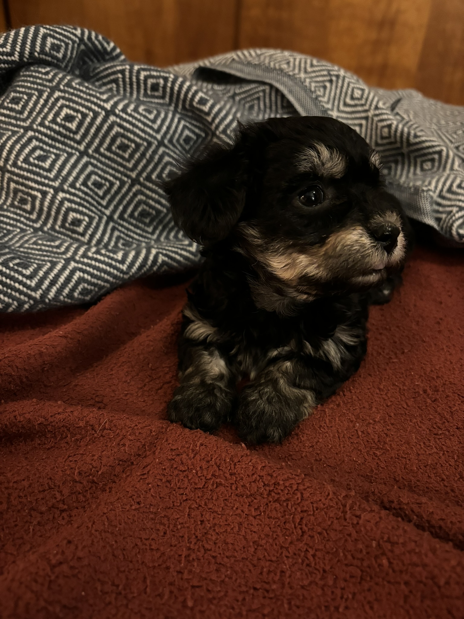 Onyx Havanese puppy looking to the side