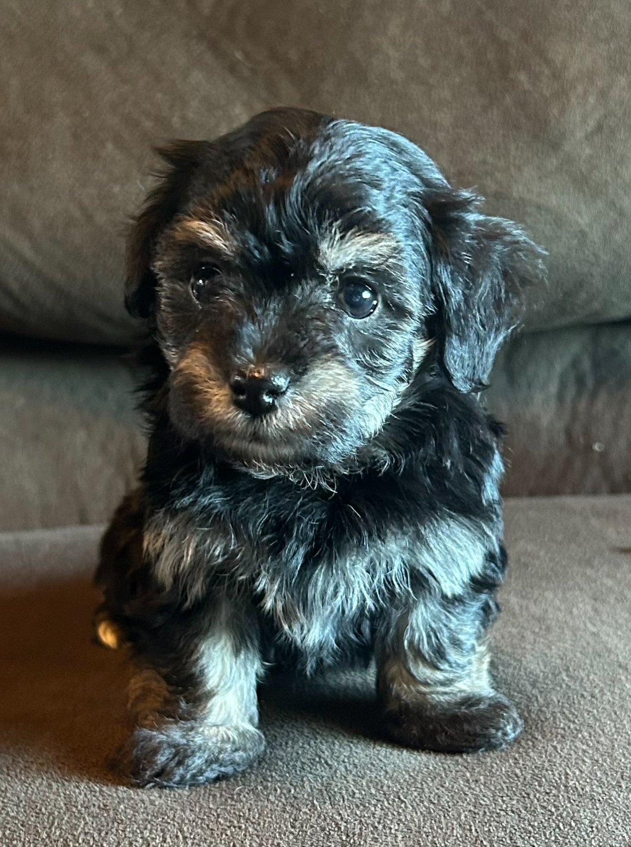 Shadow Havanese puppy glancing to the side