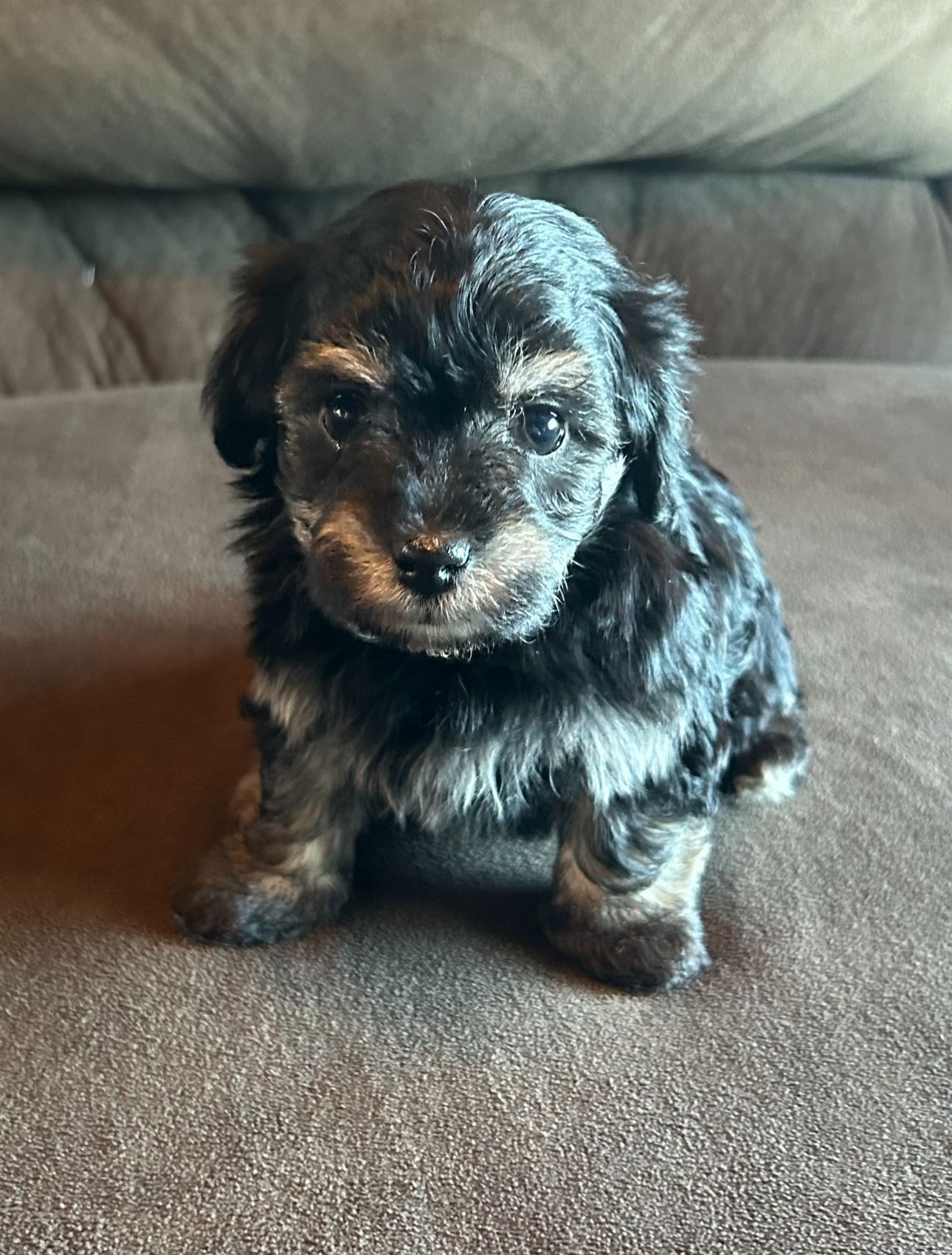 Shadow Havanese puppy looking straight ahead