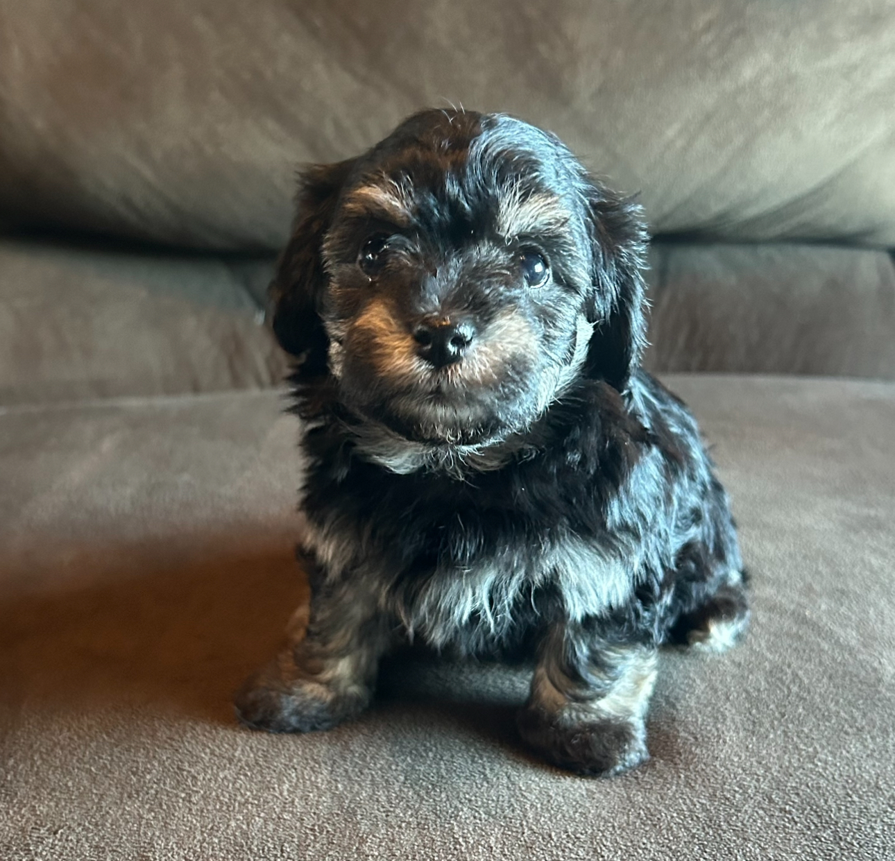 Shadow Havanese puppy facing forward