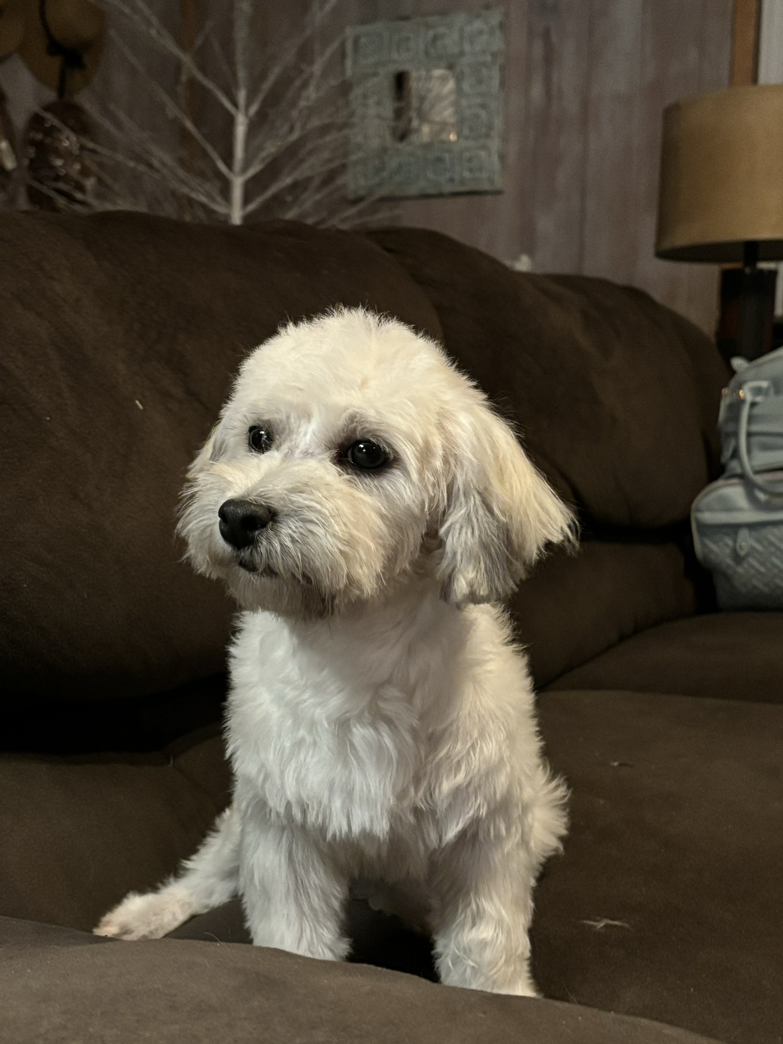 White havanese puppy on sofa