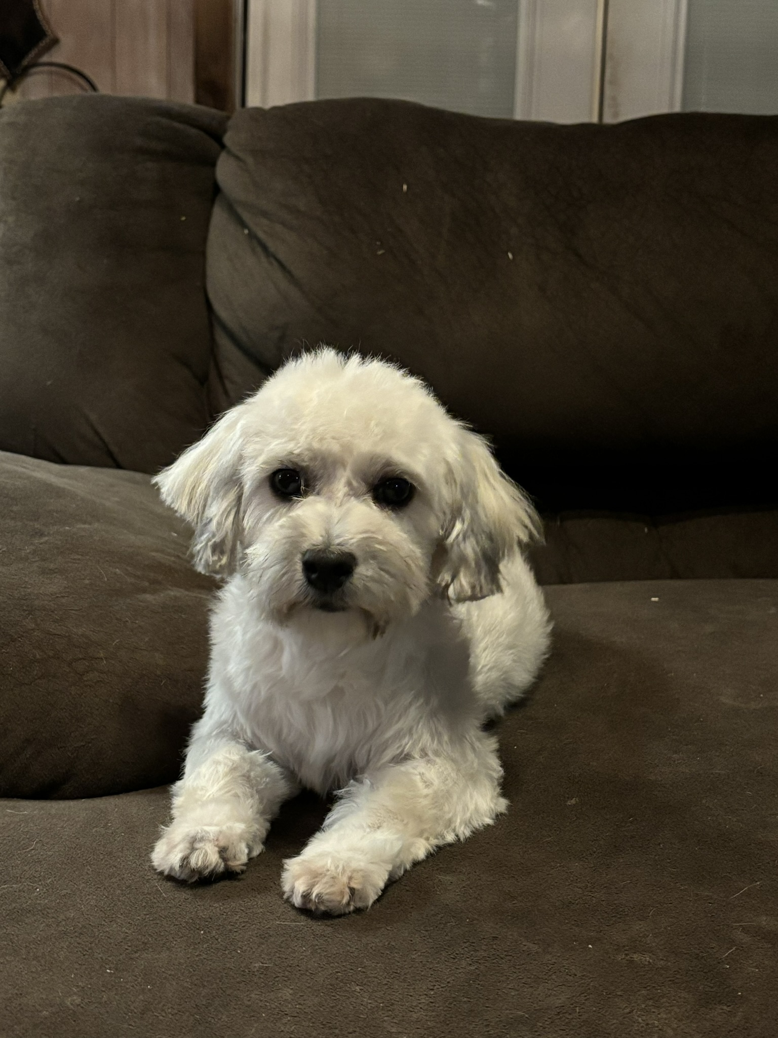 White havanese puppy laying on sofa