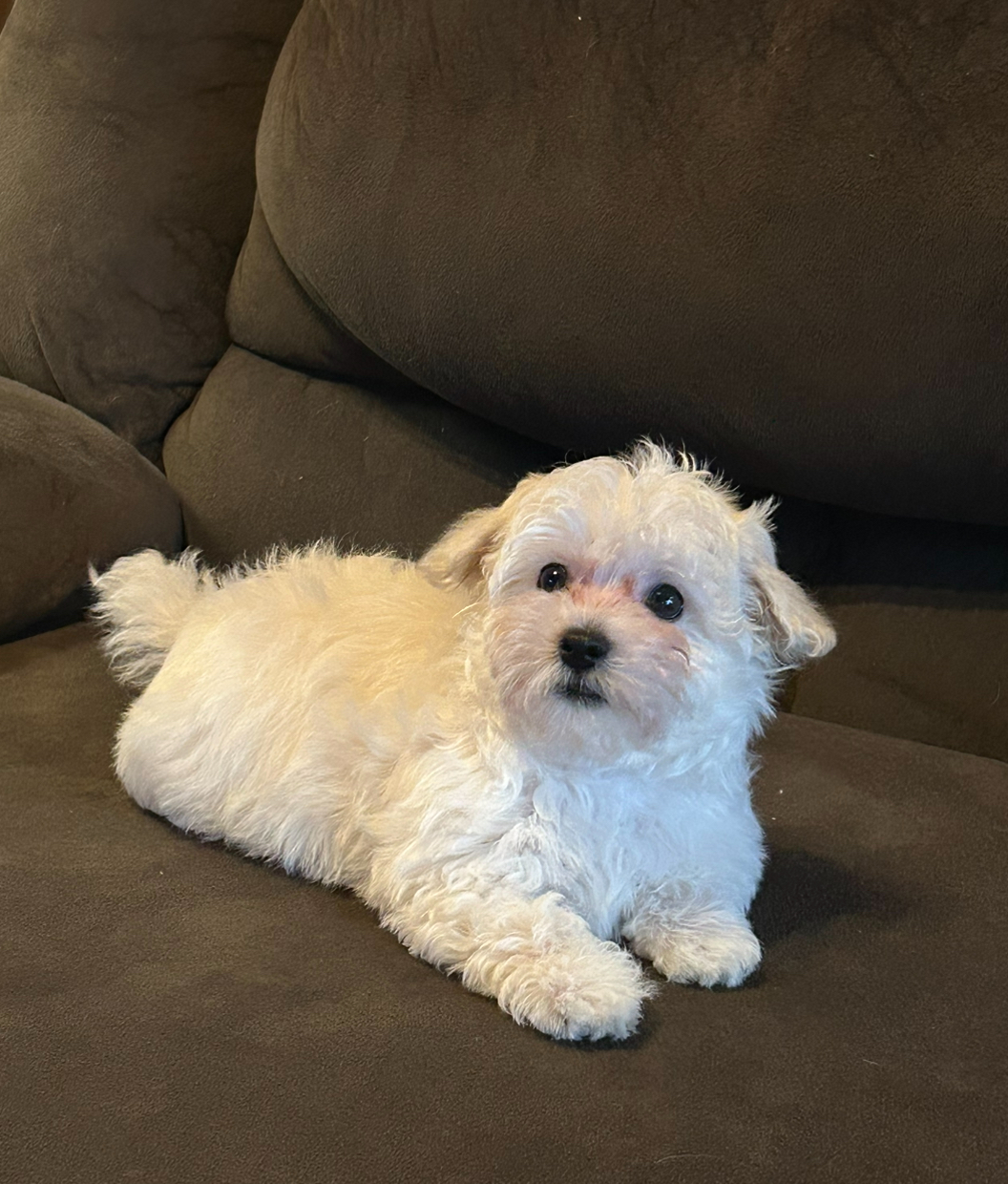 Ghost the happy havanese puppy