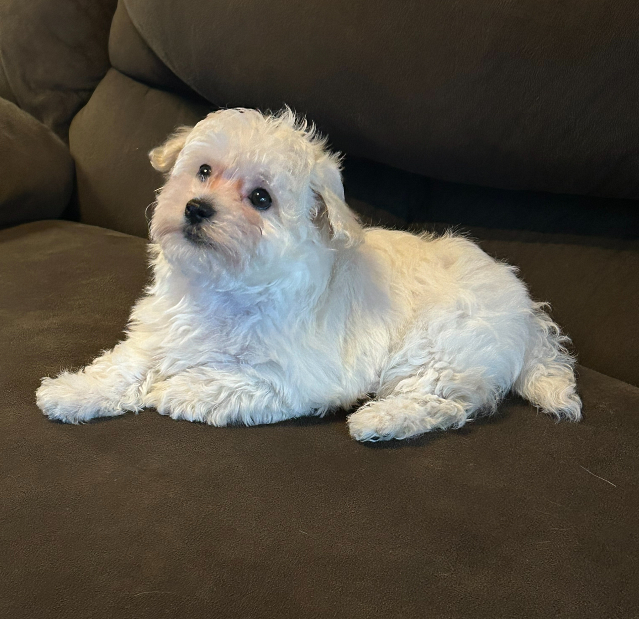 White havanese puppy looking cute on the sofa