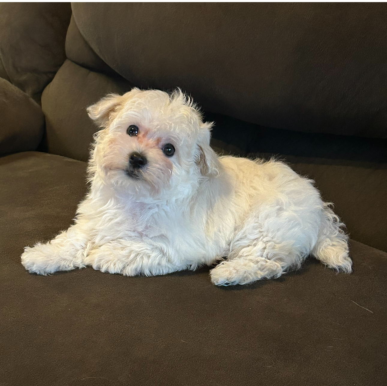 Happy white havanese puppy on sofa