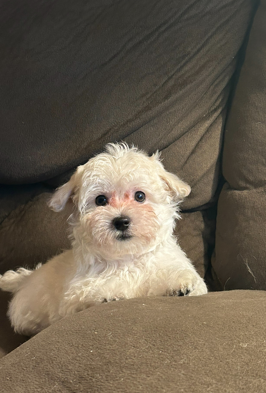 White havanese puppy propped on sofa