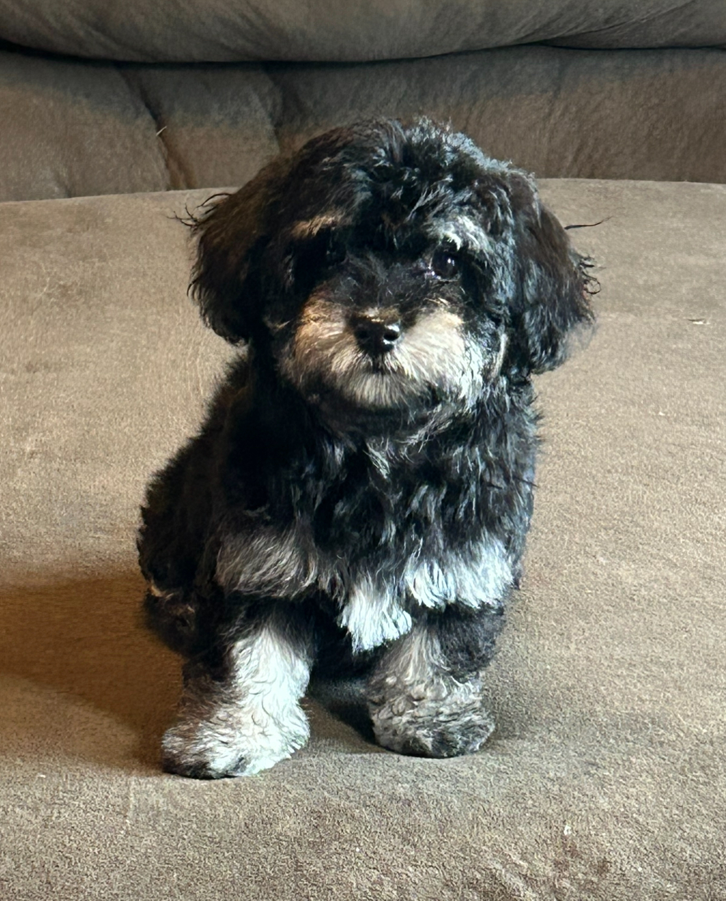 Tri color havanese puppy being sweet