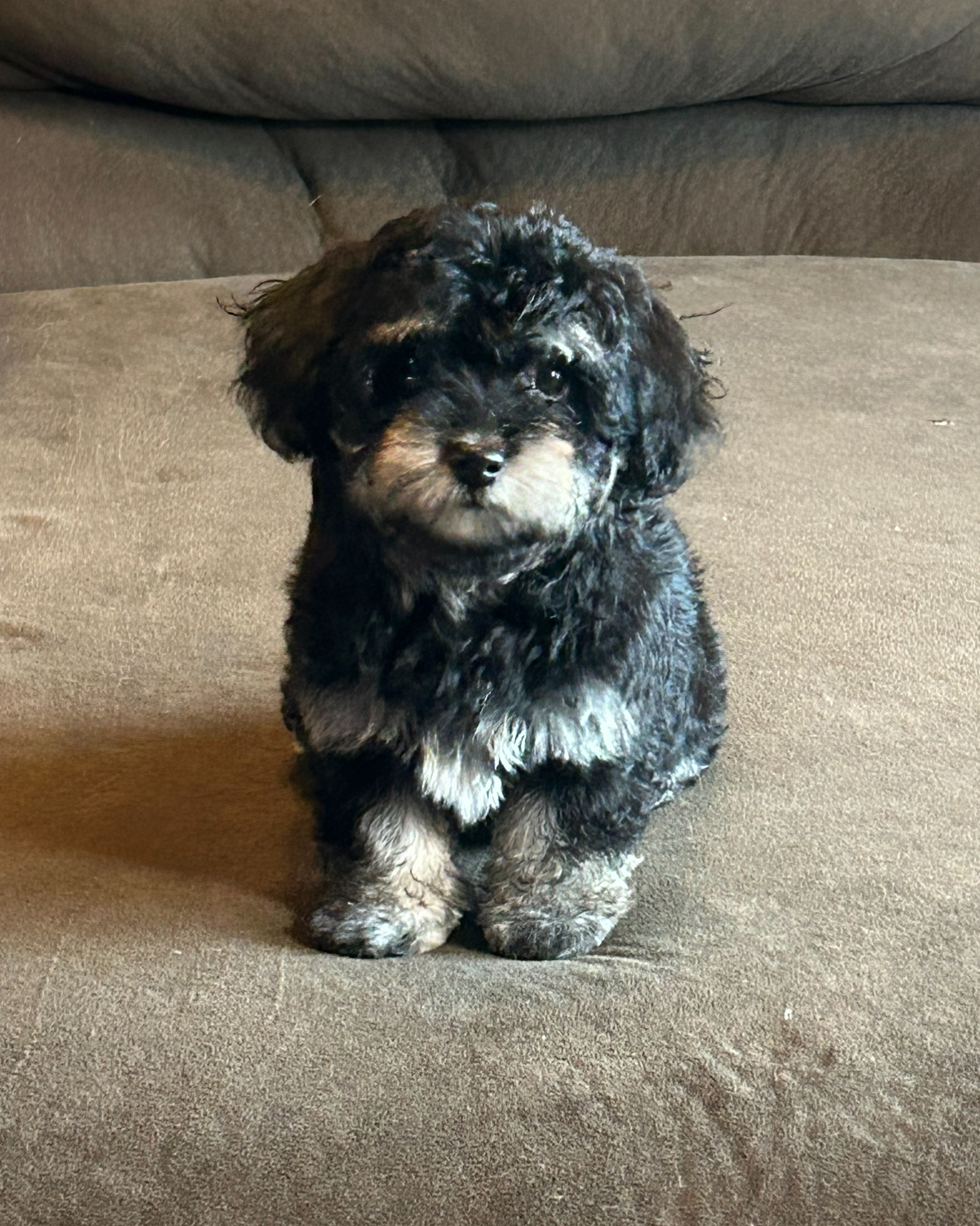 Tri color havanese puppy on sofa