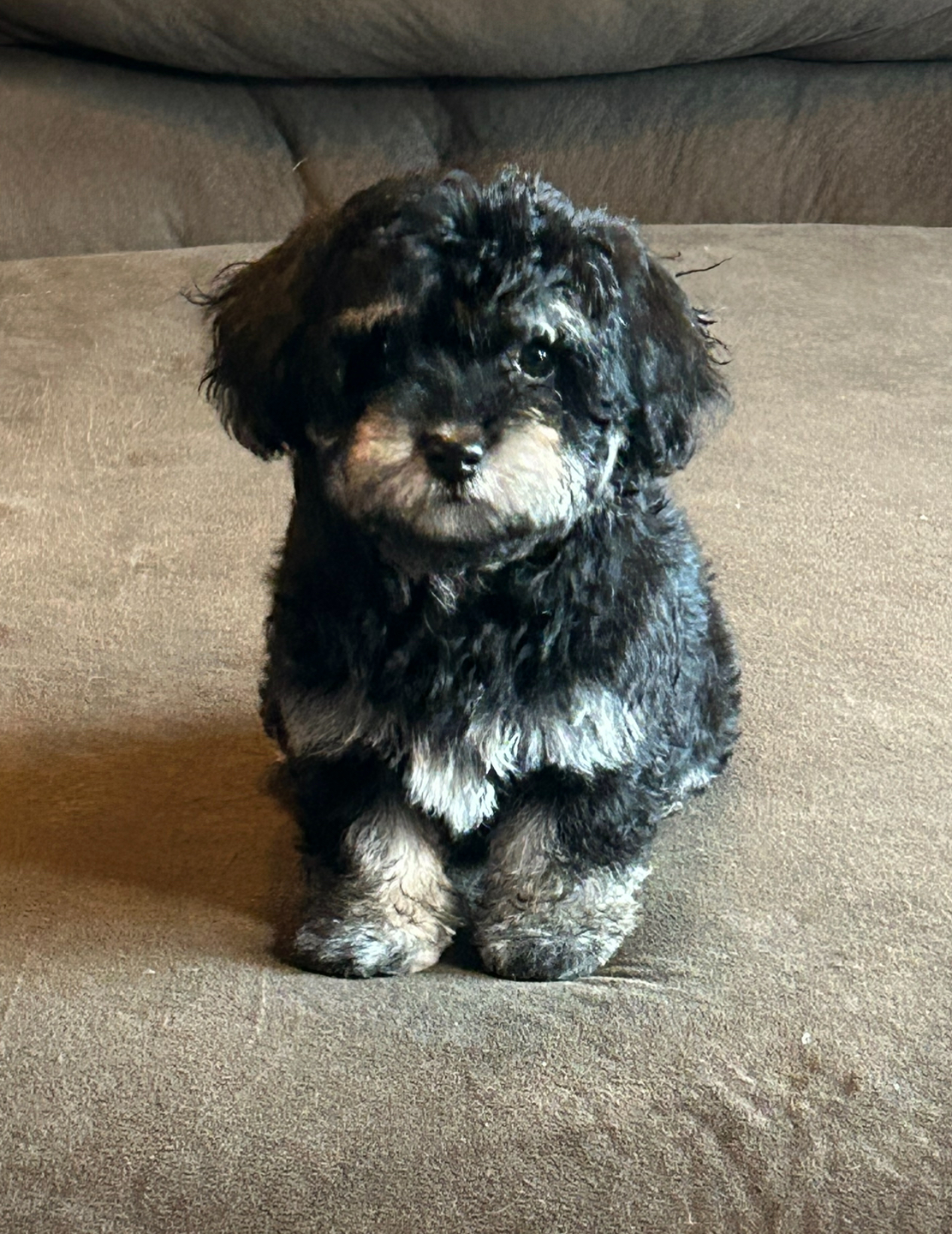 Black and tan havanese puppy sitting on couch