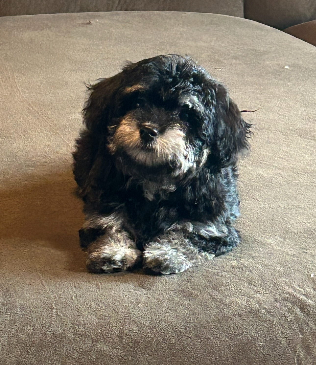 Sweet black and tan havanese puppy